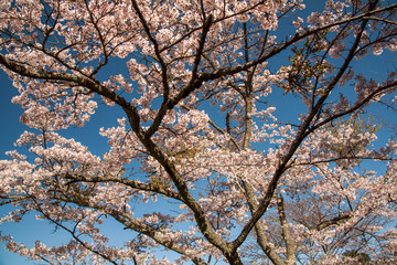 高森峠の桜
