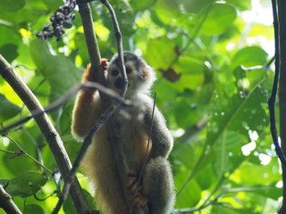 SkullMonkey