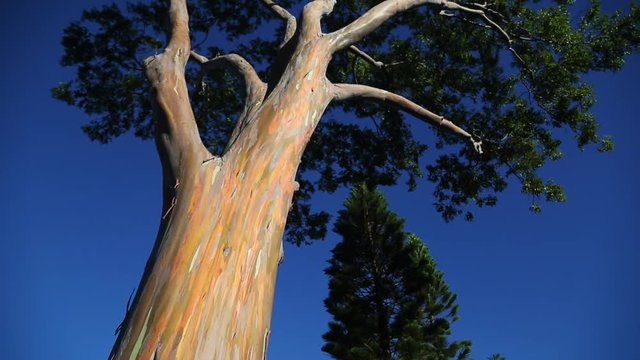 Rainbow eucalyptus, tilt up, Hawaii.