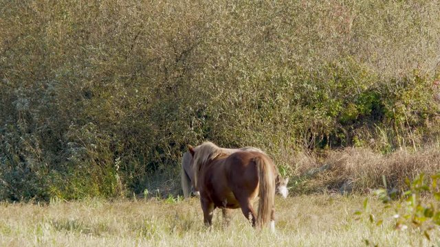 Horses grazing frosty morning