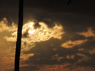 Hawaii Sunset with tree