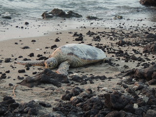 Beach Turtle