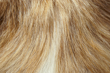 close up dog fur texture