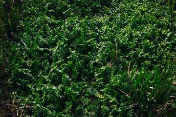 Fototapeta premium A lot of green
