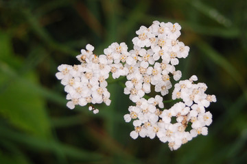 Achillea millefolium - infiorescenza © paolofusacchia