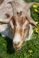 Ziege