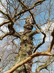 Fototapeta na wymiar A gnarled bare oak tree against a blue sky.