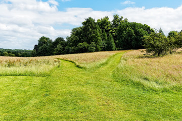 A wide grass path over an English meadow divides in to two smaller paths
