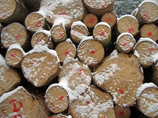 Baumstämme im Winter