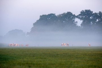 Fototapeta premium Group of cows in field with morning mist. Geesteren. Gelderland.