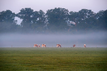 Naklejka na ściany i meble Group of cows in field with morning mist. Geesteren. Gelderland.
