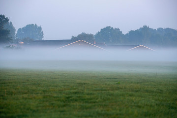 Cattle stables of farm in morning mist. Geesteren. Gelderland. T