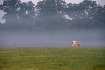 Naklejka na ściany i meble Cow in field with morning mist. Geesteren. Gelderland. The Nethe