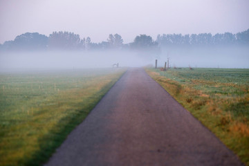 Rural road in morning mist. Geesteren. Gelderland. The Netherlan