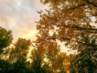 Herbstlicher Wald am Abend