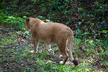 Rare Asiatic lioness in the national Park Nayyar Dam, Kerala, India