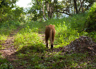 Rare Asiatic lioness in the national Park Nayyar Dam, Kerala, India