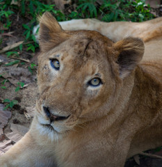 Rare Asiatic lioness in the national Park Nayyar Dam, Kerala, India