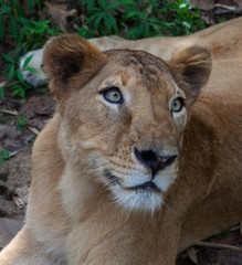 Rare Asiatic lioness in the national Park Nayyar Dam, Kerala, India