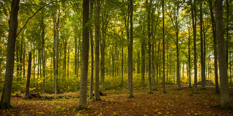 Obraz premium Country road surrounded by colorful beech trees in autumn