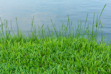 Obraz premium grass on the beside a pond in the garden