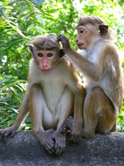 Funny monkey, Ceylon