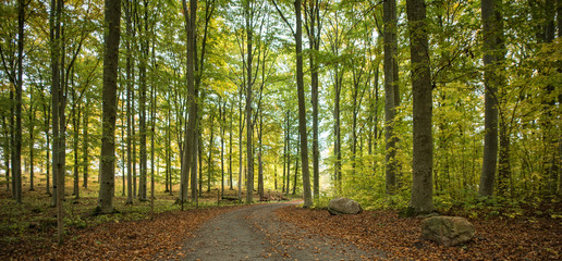 Fototapeta na wymiar Country road surrounded by colorful beech trees in autumn