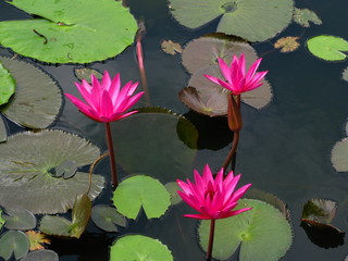 Water lilies, Sri Lanka