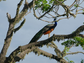 Beautiful Peacock in Yala national Park, Sri Lanka