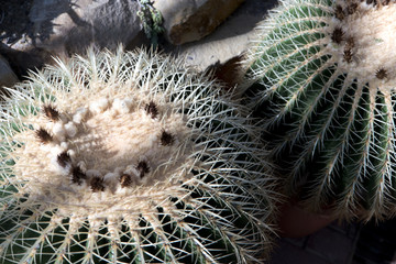 Goldkugelkaktus Schwiegermuttersitz Echinocactus grusonii