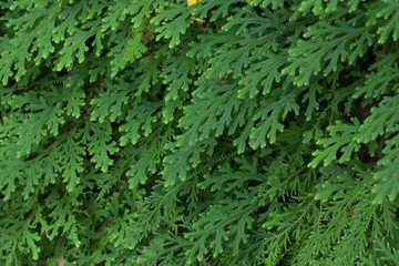 Fern leaf pattern for background.