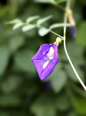 Violet Butterfly pea flower it beautiful .