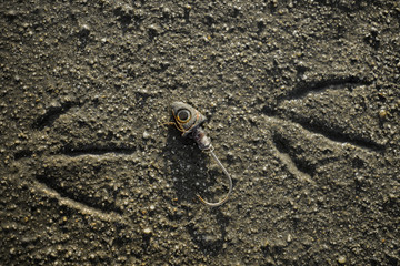 Fishhook and Seagull Tracks on Sandy Beach