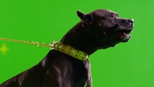  Real black pit bull dog barking. Green screen chroma key. Slow Motion. Shot on RED EPIC Cinema Camera.