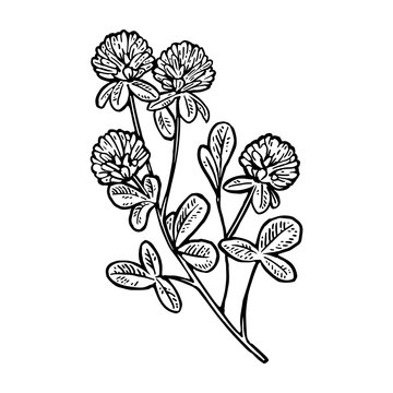 Branch of clover. Vector engraving vintage black illustration.