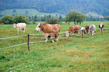 Cows grazing on a green field