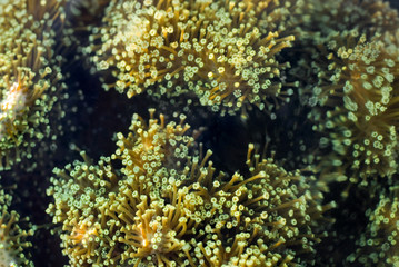 leather coral polyps macro