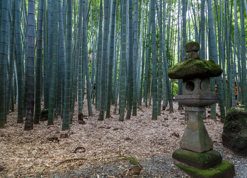 Bamboo Forest in Kamakura, Japan