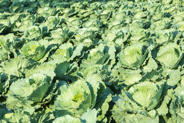 cabbage growing in field