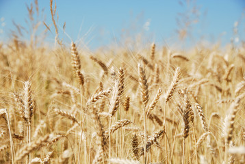 Fototapeta premium Getreide kurz vor der Ernte
