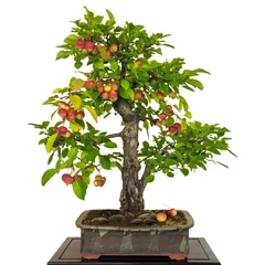 Rideaux tamisants Bonsaï Pommier (Malus) en bonsaï aux pommes rouges