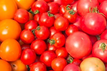 group of mix tomato red and orange