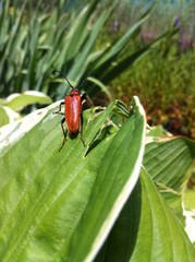 Rothalsbock auf Funkienblatt