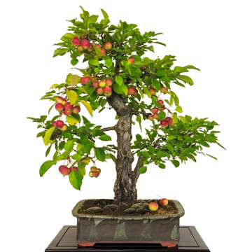 Apfelbaum (Malus) als Bonsai mit roten  Apfeln