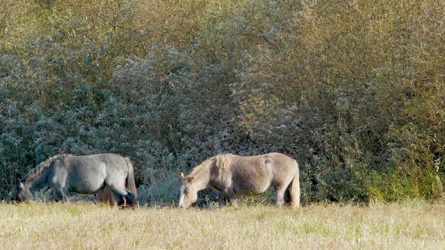 Horses grazing frosty morning
