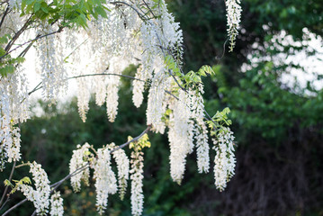 Blauregenblüten im Gegenlicht