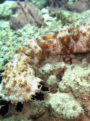 Underwater shot of a sea cucumber