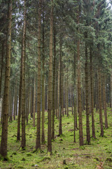 Fototapeta na wymiar Wald