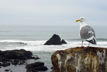 seagull oceanscape