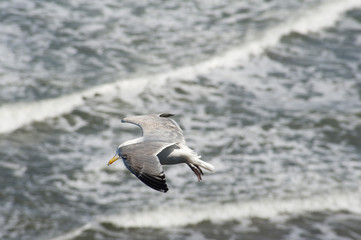 Seagull flying over the ocean